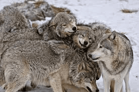 Wolf Pack