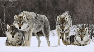 Wolf Loyalty