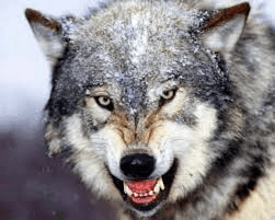 Alpha Wolf