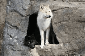 Wolf Den