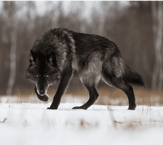 Wolf Den